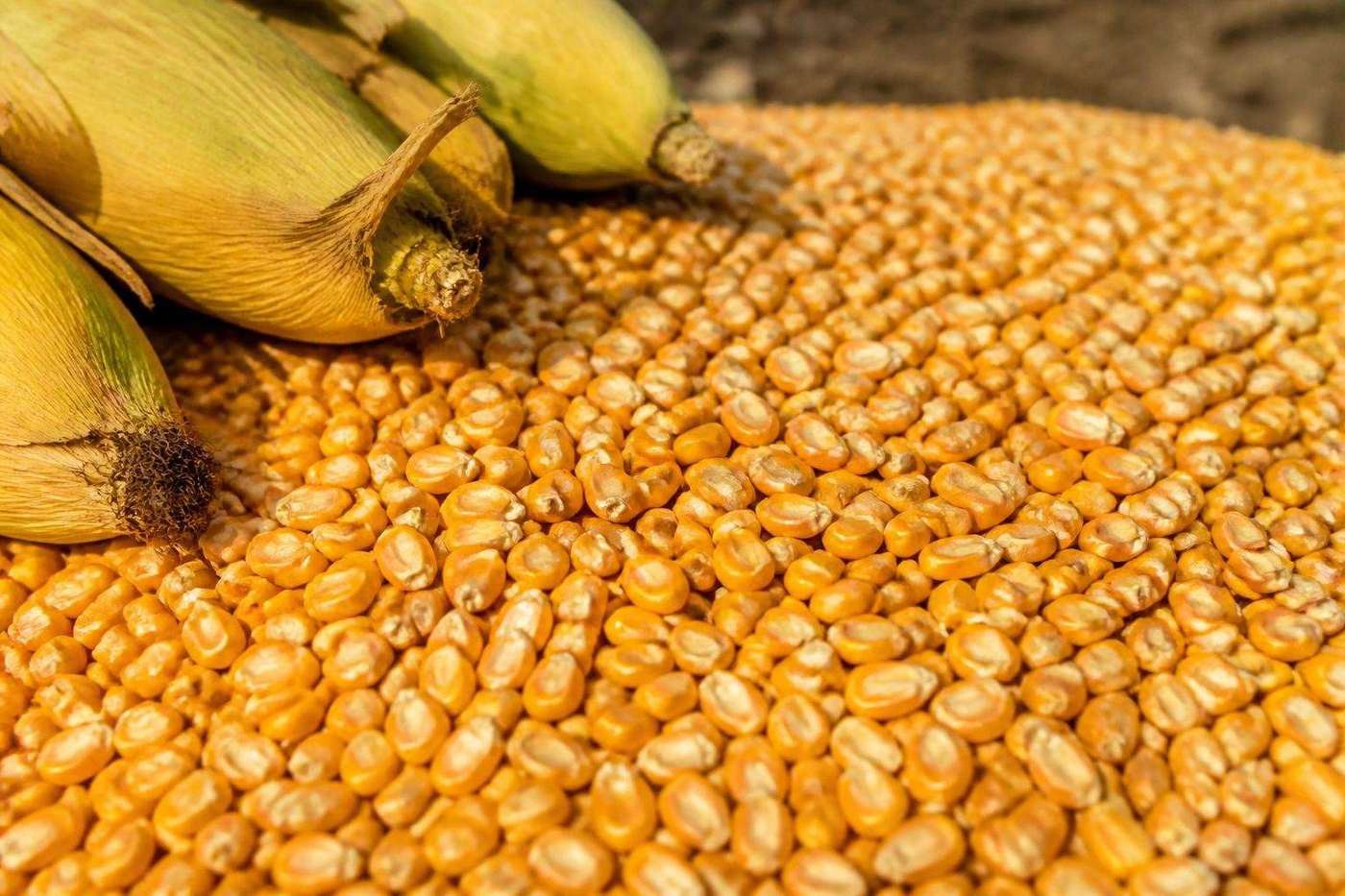 Non-GMO food grade maize