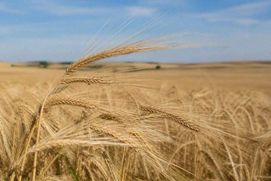 Feed Barley