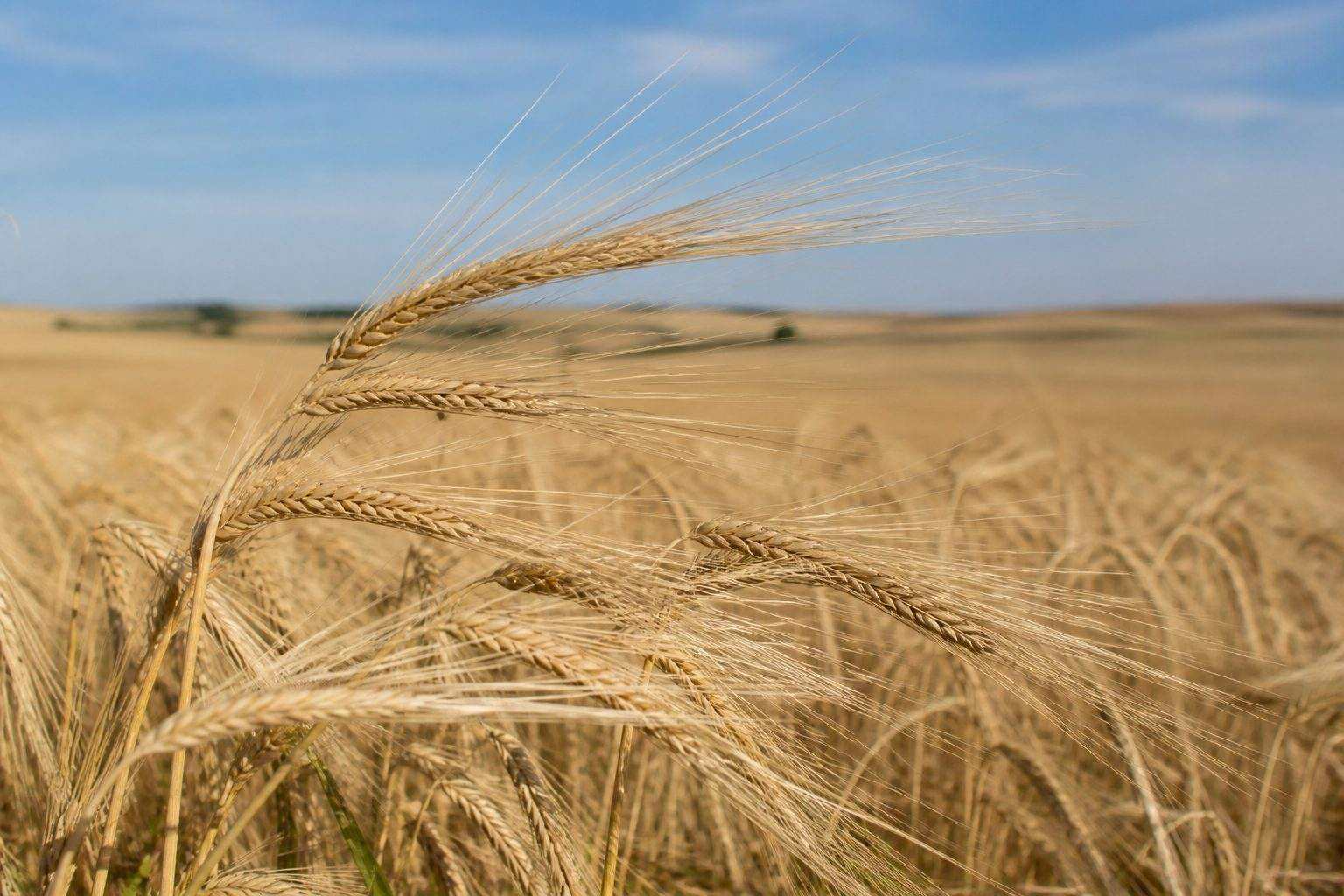 Russian food grade barley grain